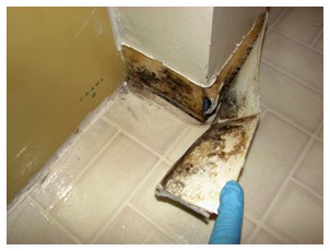 out of normal view, mold has been growing